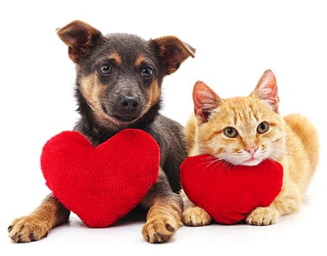 Cat and dog sitting together