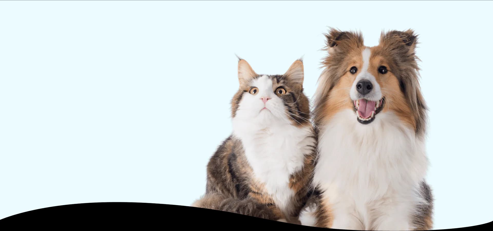 Pet Food, Toys & Essentials For Happy Pets